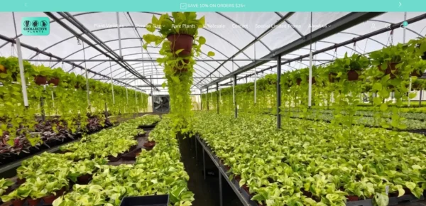 Coollective Plants