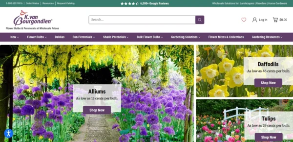 Dutch Bulbs